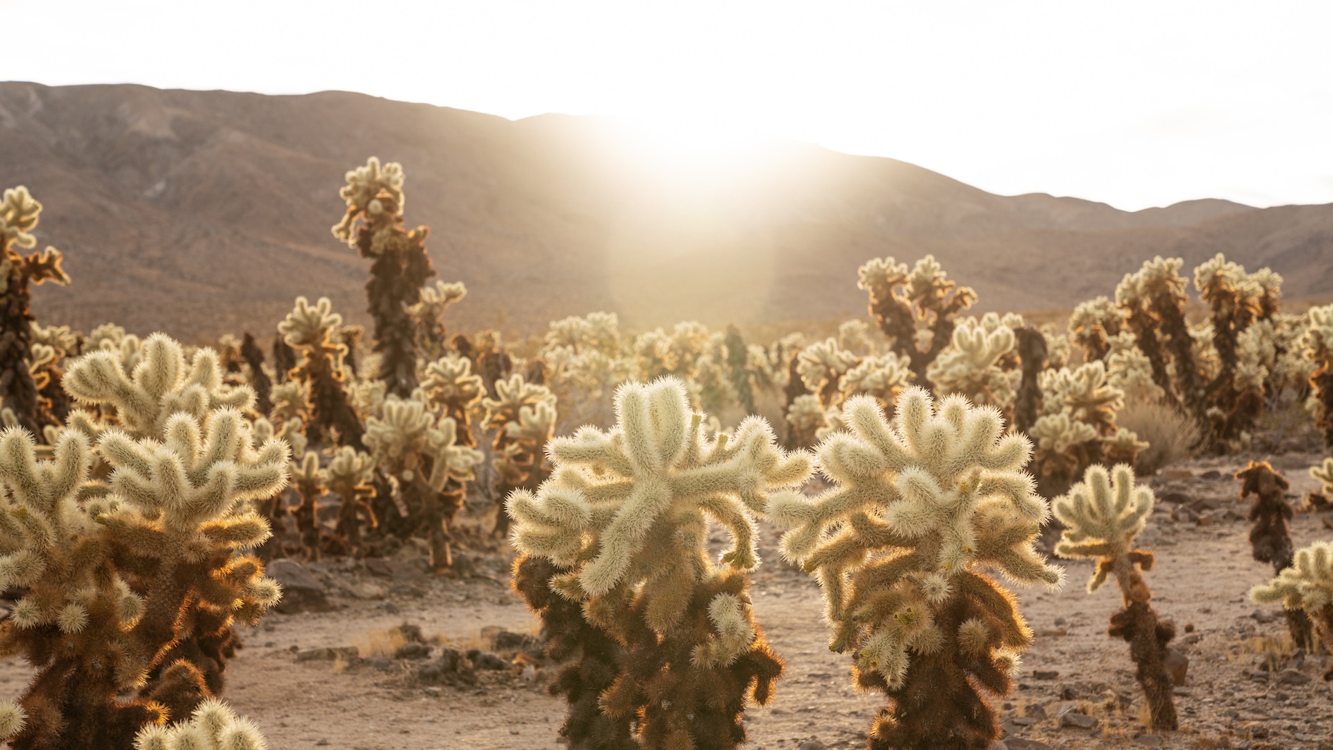 Cholla Cactus Garden