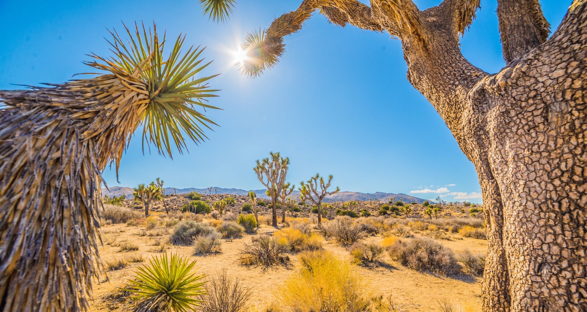 Joshua Tree National Park, United States