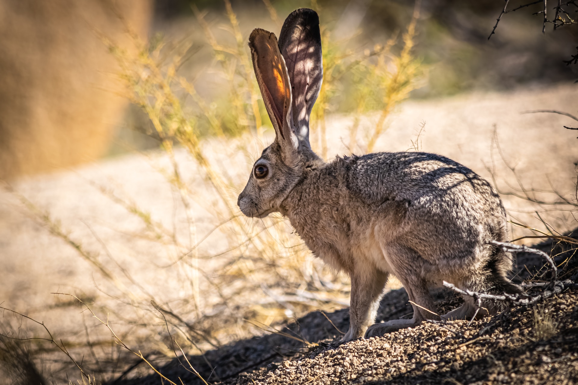 Wildlife in Joshua Tree National Park