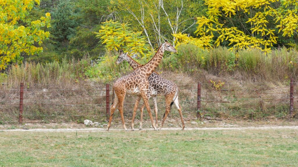 Franklin Park Zoo